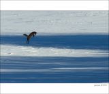 getphpbbimage.php?id=230539