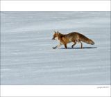 getphpbbimage.php?id=230541