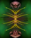 getphpbbimage.php?id=230687