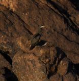 getphpbbimage.php?id=230836