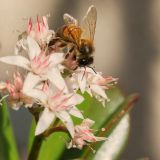 getphpbbimage.php?id=231754