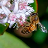 getphpbbimage.php?id=231755