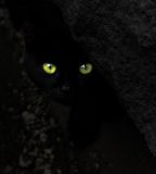 getphpbbimage.php?id=232331