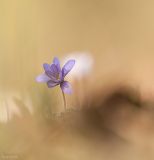 getphpbbimage.php?id=232382