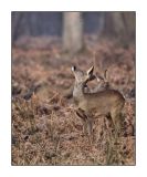 getphpbbimage.php?id=232530