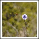 getphpbbimage.php?id=232573