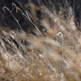 getphpbbimage.php?id=233277