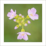 getphpbbimage.php?id=233507