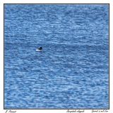 getphpbbimage.php?id=233656