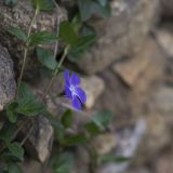 getphpbbimage.php?id=233661