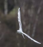 getphpbbimage.php?id=233662