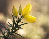 getphpbbimage.php?id=233699