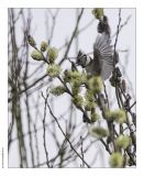 getphpbbimage.php?id=233717