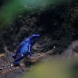 getphpbbimage.php?id=233933