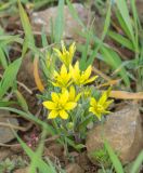 getphpbbimage.php?id=233972