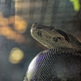 getphpbbimage.php?id=234158