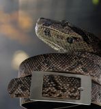 getphpbbimage.php?id=234329