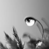 getphpbbimage.php?id=234466