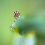 getphpbbimage.php?id=234862