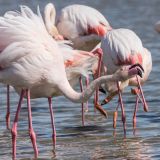 getphpbbimage.php?id=235088