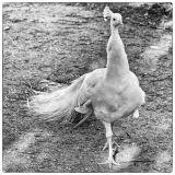 getphpbbimage.php?id=235108