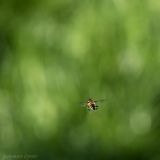 getphpbbimage.php?id=235364