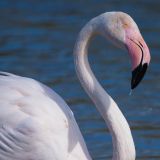 getphpbbimage.php?id=235418