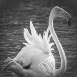 getphpbbimage.php?id=235419