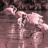 getphpbbimage.php?id=235447