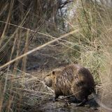 getphpbbimage.php?id=235478