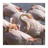 getphpbbimage.php?id=235541