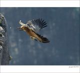 getphpbbimage.php?id=235783