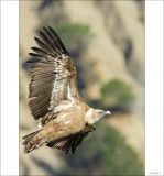 getphpbbimage.php?id=235784