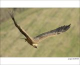 getphpbbimage.php?id=235785