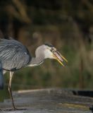 getphpbbimage.php?id=235958