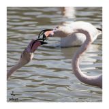 getphpbbimage.php?id=235992