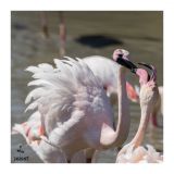 getphpbbimage.php?id=235993