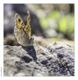 getphpbbimage.php?id=236132