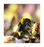 getphpbbimage.php?id=236190