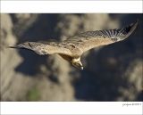 getphpbbimage.php?id=236223