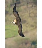 getphpbbimage.php?id=236224