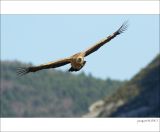 getphpbbimage.php?id=236225