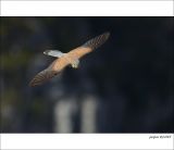 getphpbbimage.php?id=236226