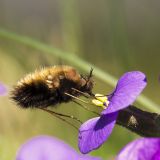 getphpbbimage.php?id=236248