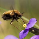 getphpbbimage.php?id=236249