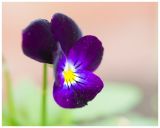 getphpbbimage.php?id=236408