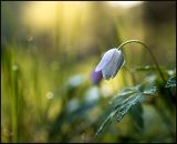 getphpbbimage.php?id=236504