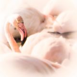 getphpbbimage.php?id=236506