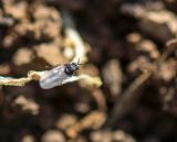 getphpbbimage.php?id=236578