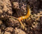 getphpbbimage.php?id=236579